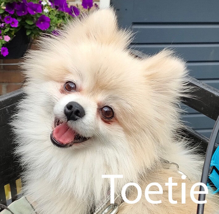 Pommeriaan Hondenuitlaatservice Huisdierenoppas  dierenservice Joëlle Veenendaal, Rhenen, Achterberg, Overberg, Elst, Ederveen, Renswoude, Ede, Bennekom