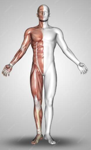 Anatomie man