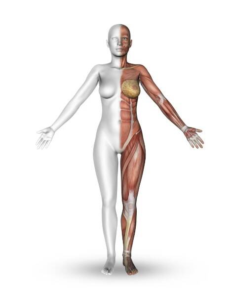 Anatomie vrouw