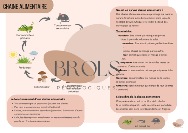Les chaines alimentaires - synthèse CEB