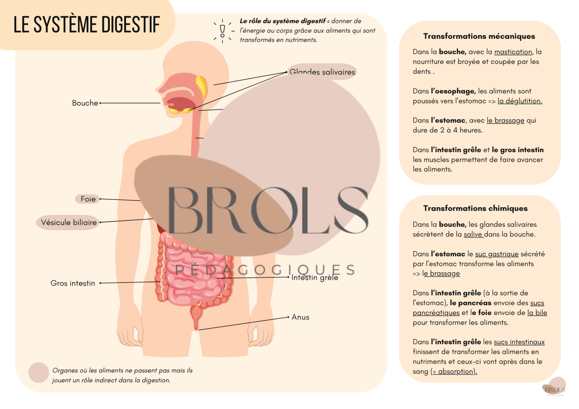 PACK ÉVEIL CEB - nouveaux programmes