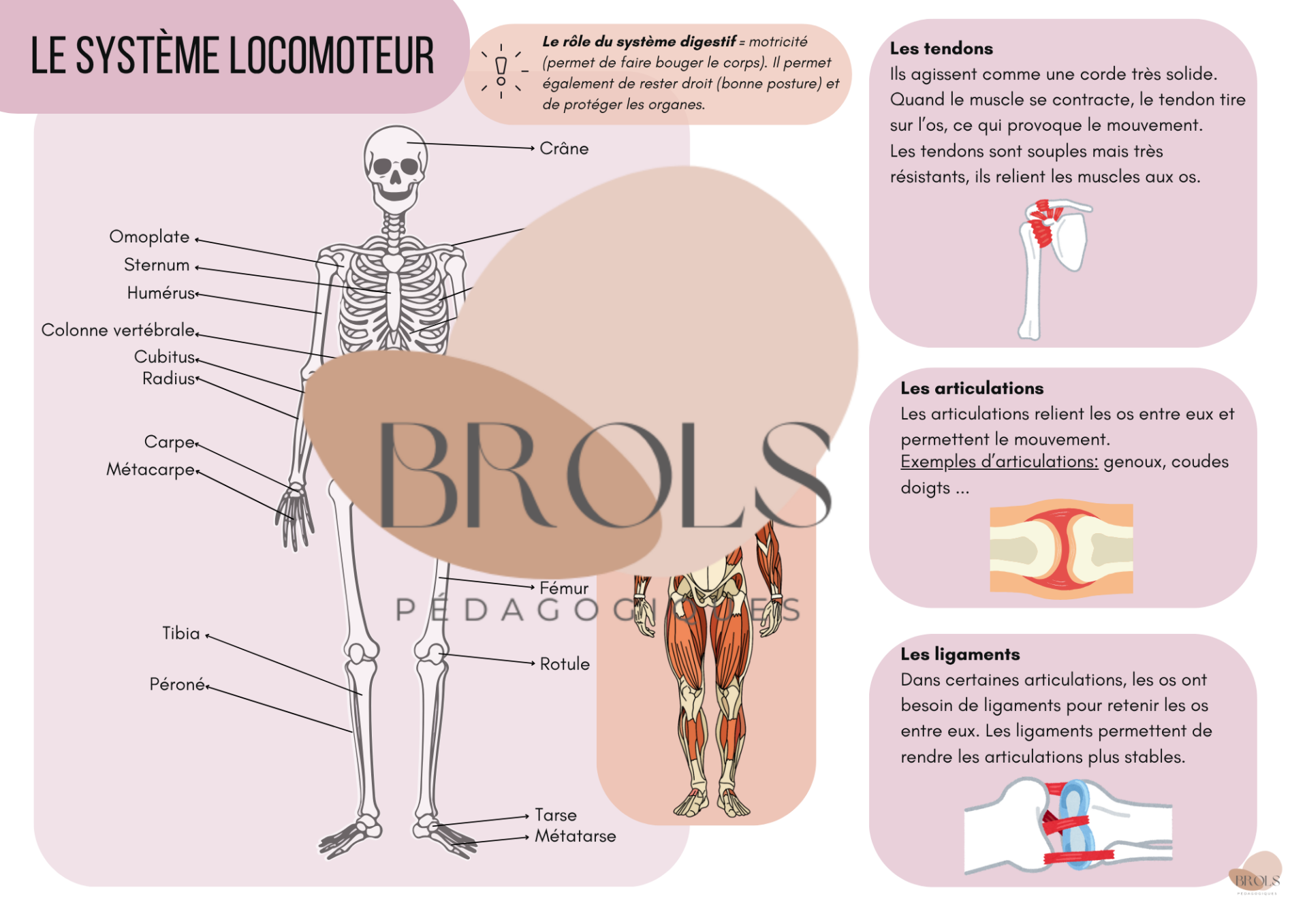 Le système locomoteur - synthèse CEB