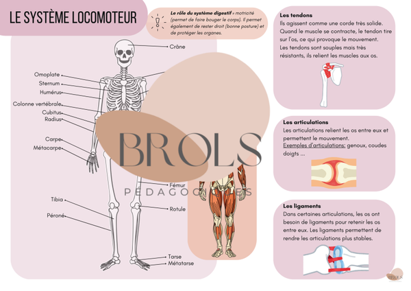 Le système locomoteur - synthèse CEB