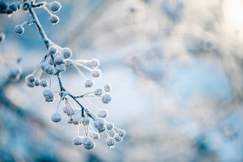 winter scene with blurry backgound and some branches covered in ice