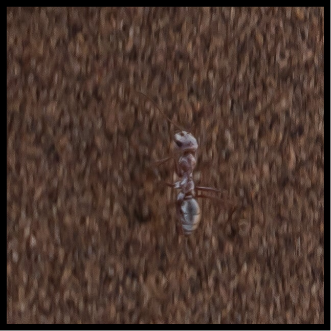 Natur entdecken- die schnellste Ameise der Welt, die "Sahara Silberameise"