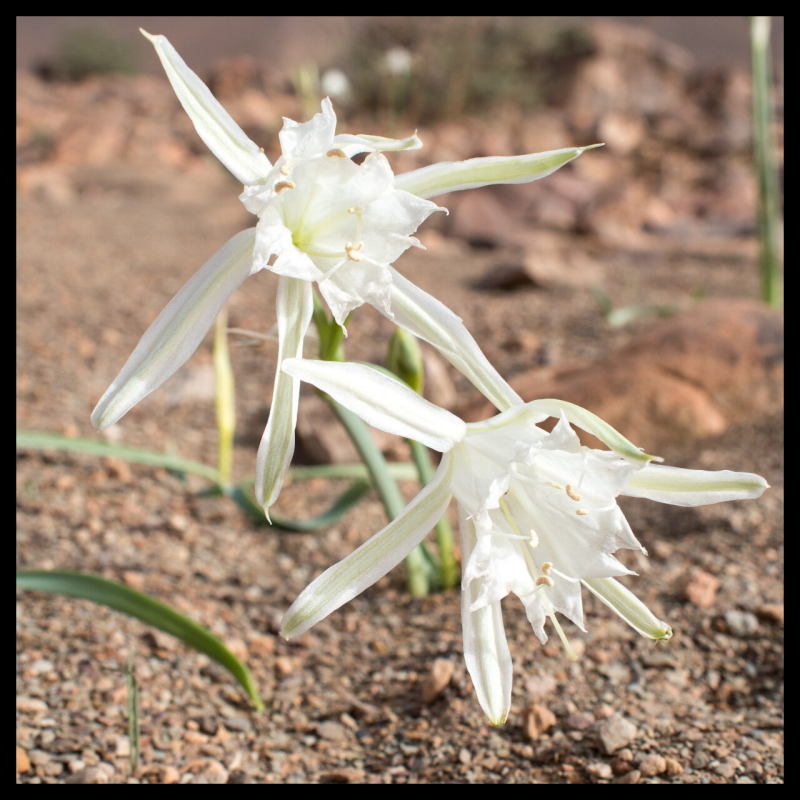 Natur entdecken- wunderschöne Blumen und interessante Pflanzen