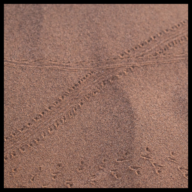 Natur entdecken- Tierspuren im feinen Sand