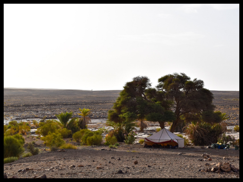 Zelt in einer schattigen Palmen Oase 