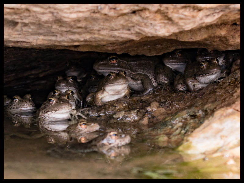 Natur entdecken- Frosch Familie die sich unter einem Stein vor der Mittagssonne versteckt