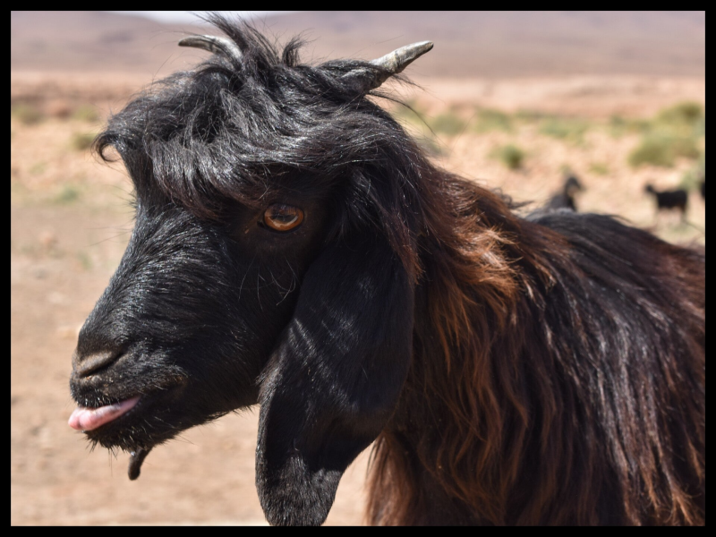 Ziege einer Herde von einheimischen Nomaden