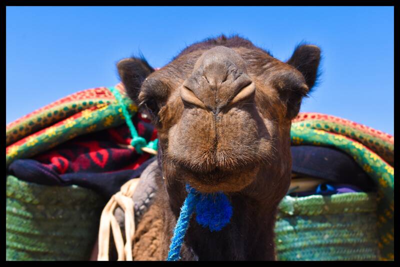 Kamel Trekking in Marokko