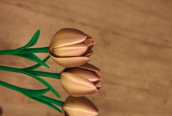tulp multicolour