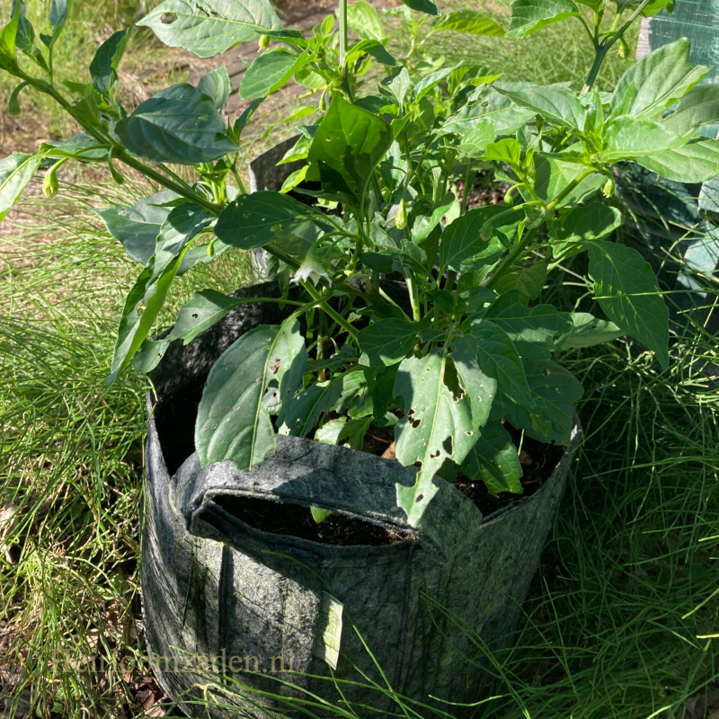 peperplant in zak