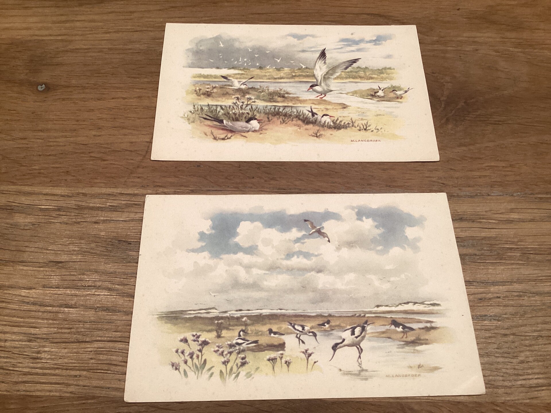 Set van 2 oude ansichtkaarten, vogels waddeneilanden, onbeschreven