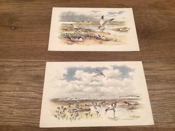 Set van 2 oude ansichtkaarten, vogels waddeneilanden, onbeschreven