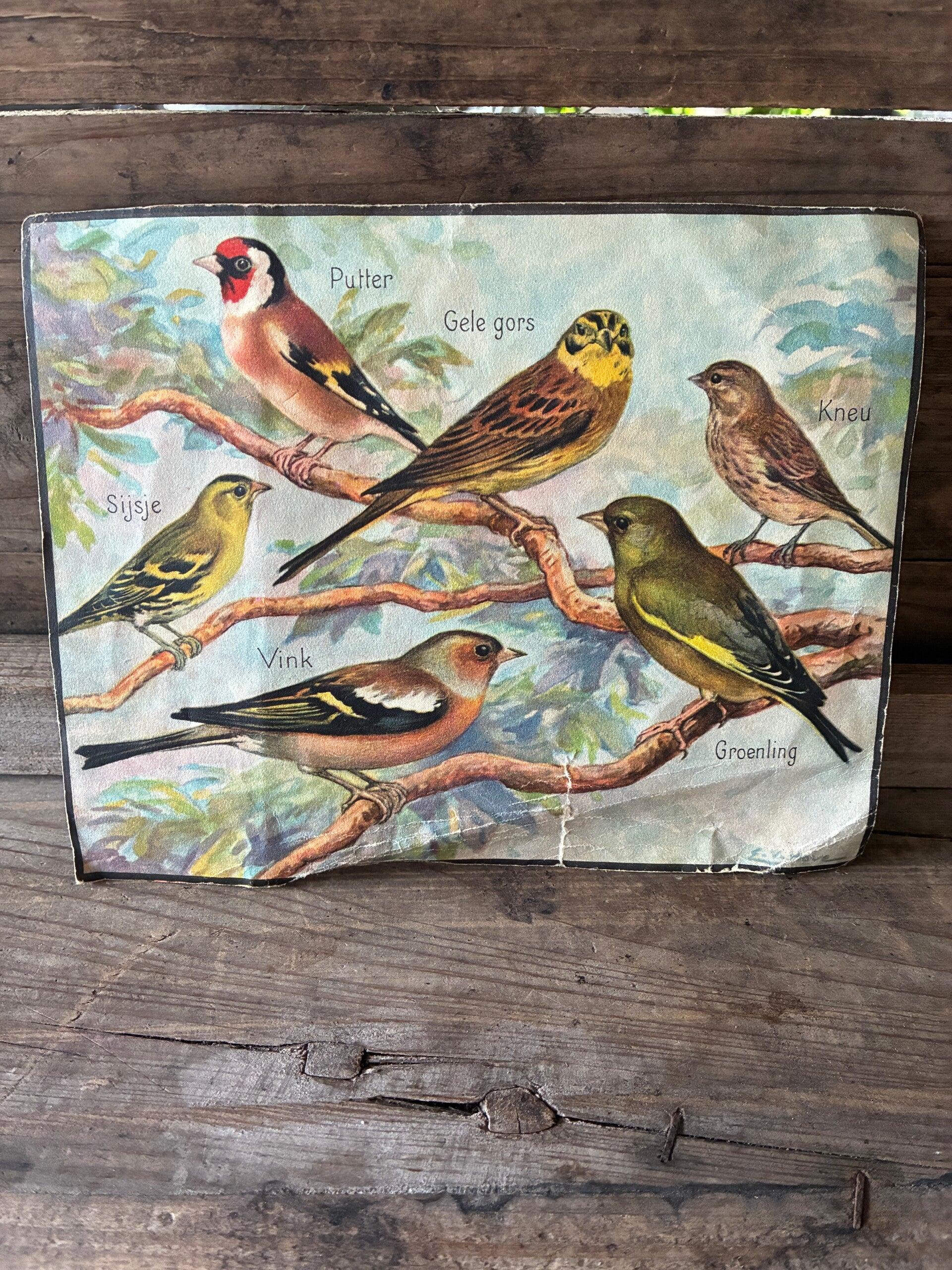 Antiek gekleurde prent vogels 14x18 cm uit oud boek