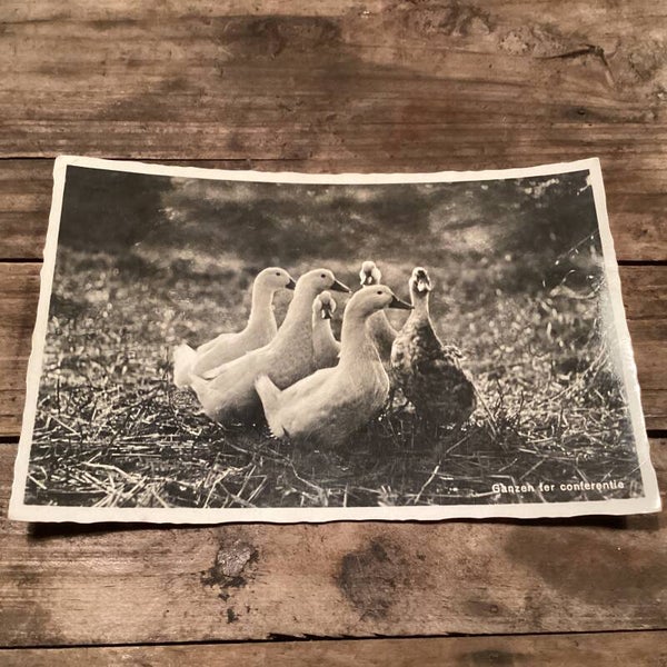 Antieke kaart 1935 met ganzen