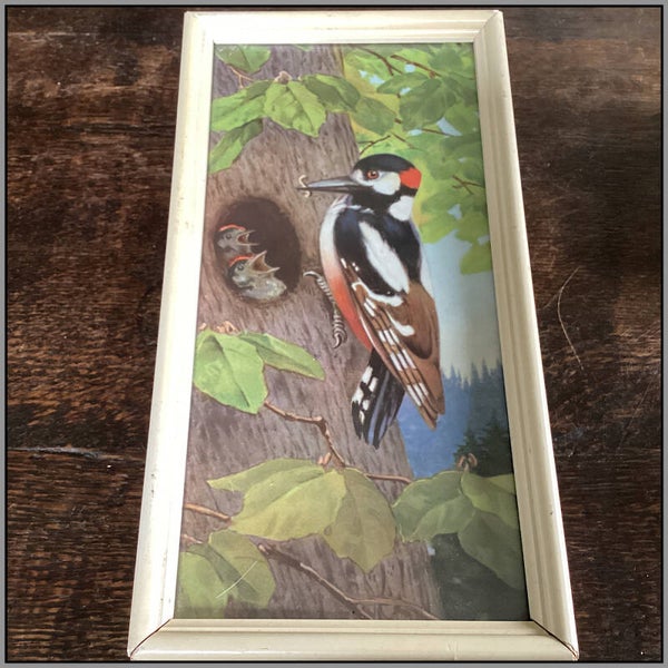 Bonte specht met jong,vintage afbeelding in lijst,24x12,5 cm