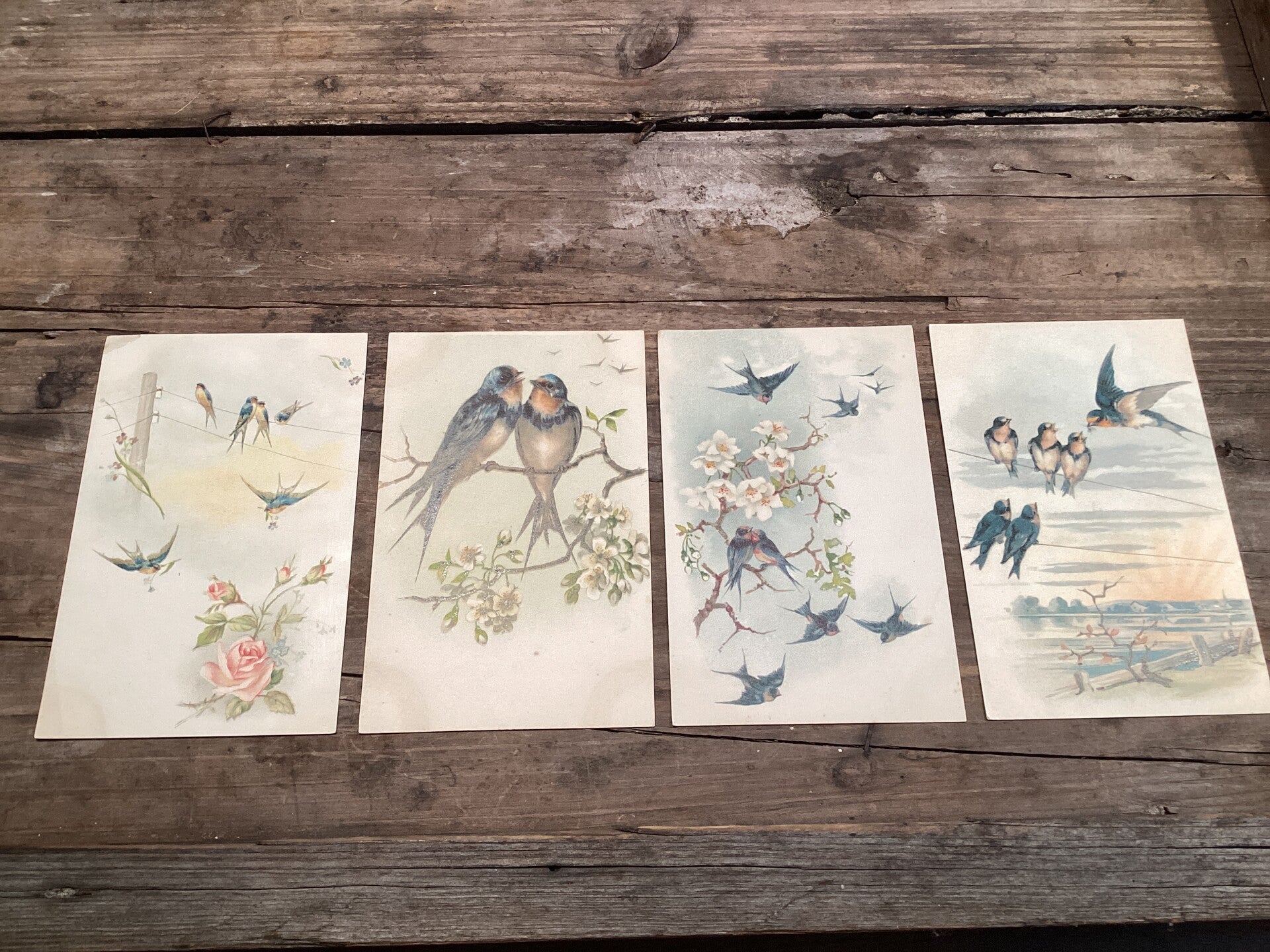 Set van 4 antieke vogelkaarten begin 1900 onbeschreven zwaluwen