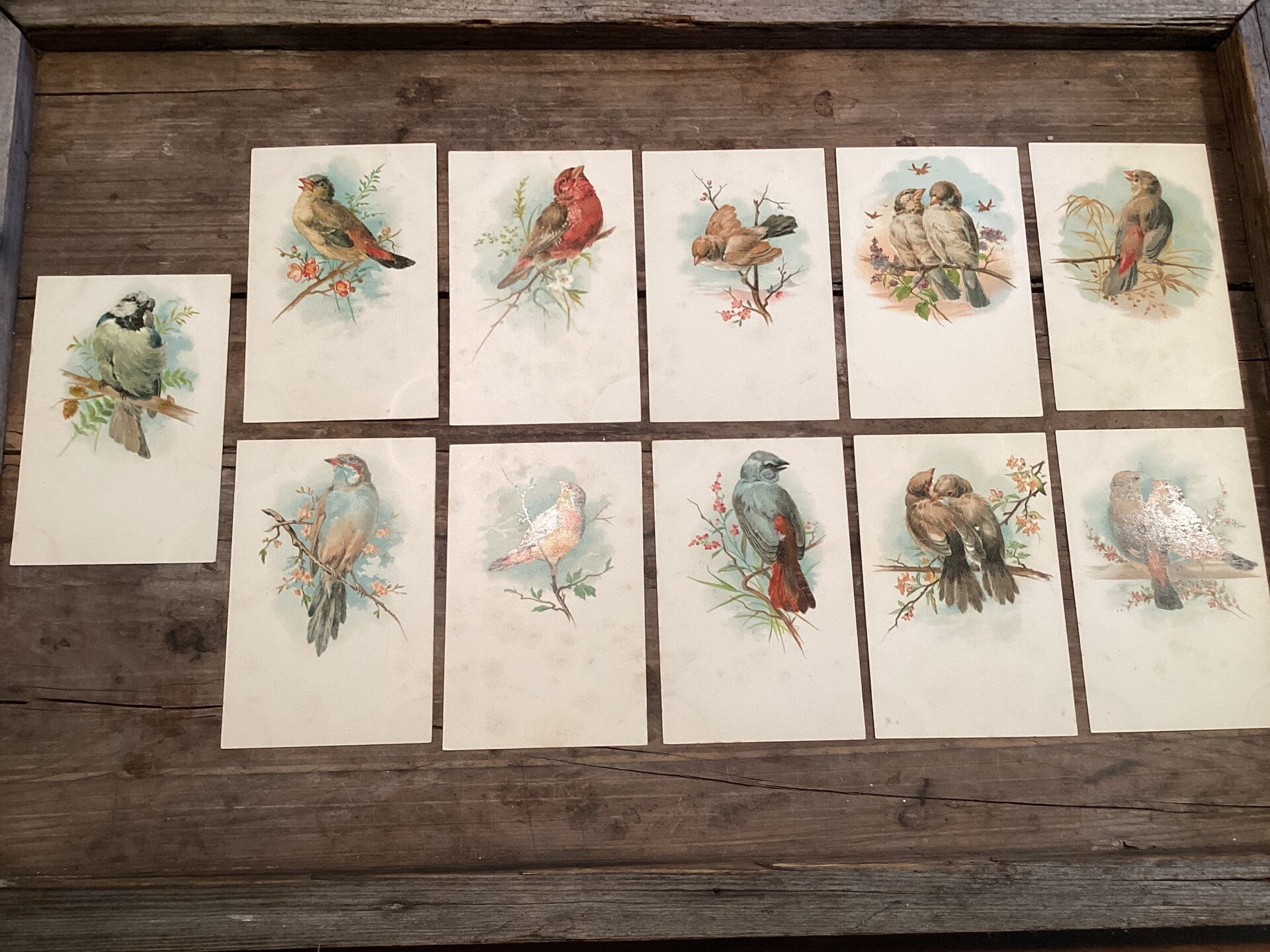 Set van 11 antieke vogelkaarten begin 1900 onbeschreven