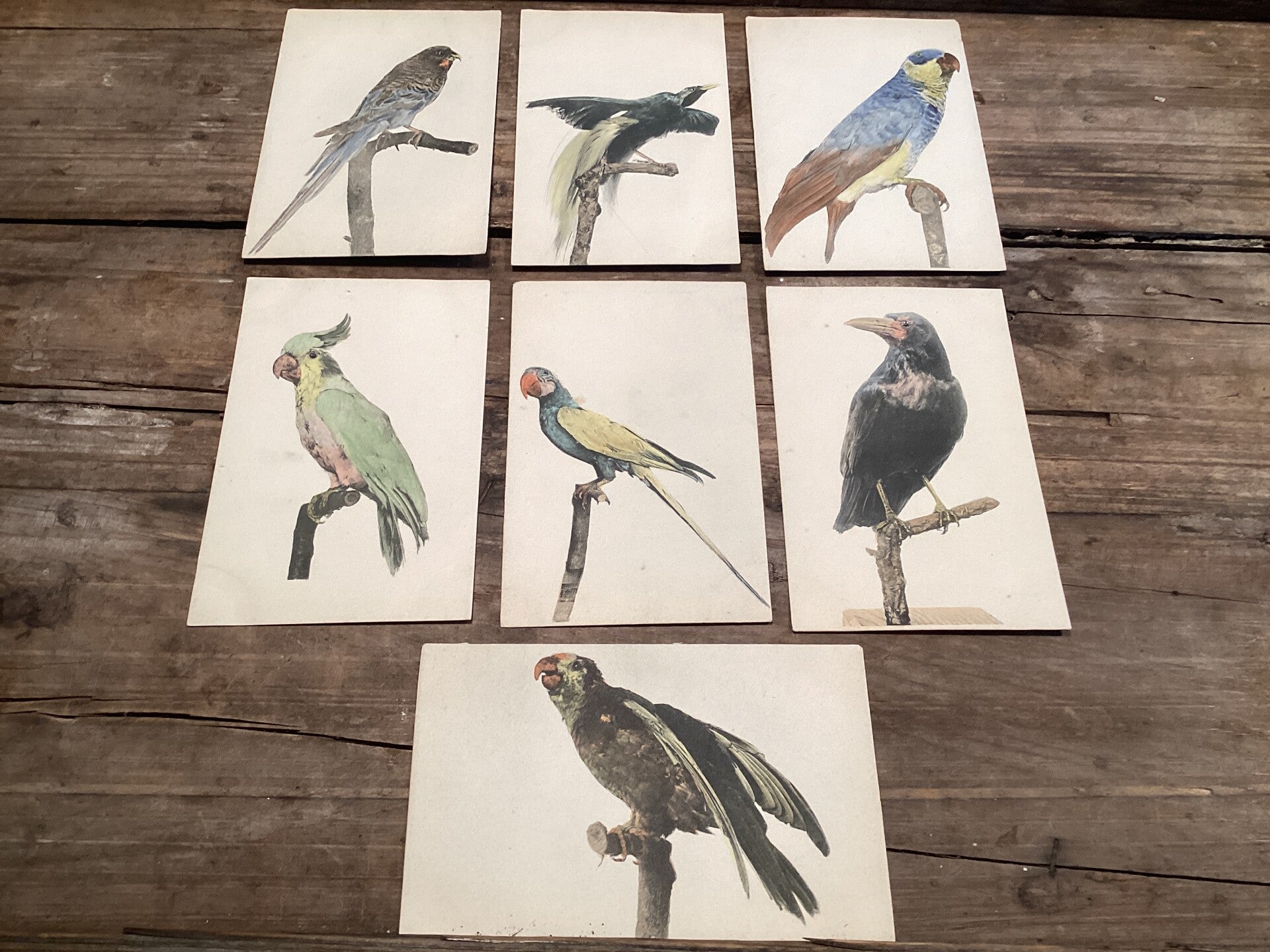 Set van 7 antieke vogelkaarten begin 1900 onbeschreven