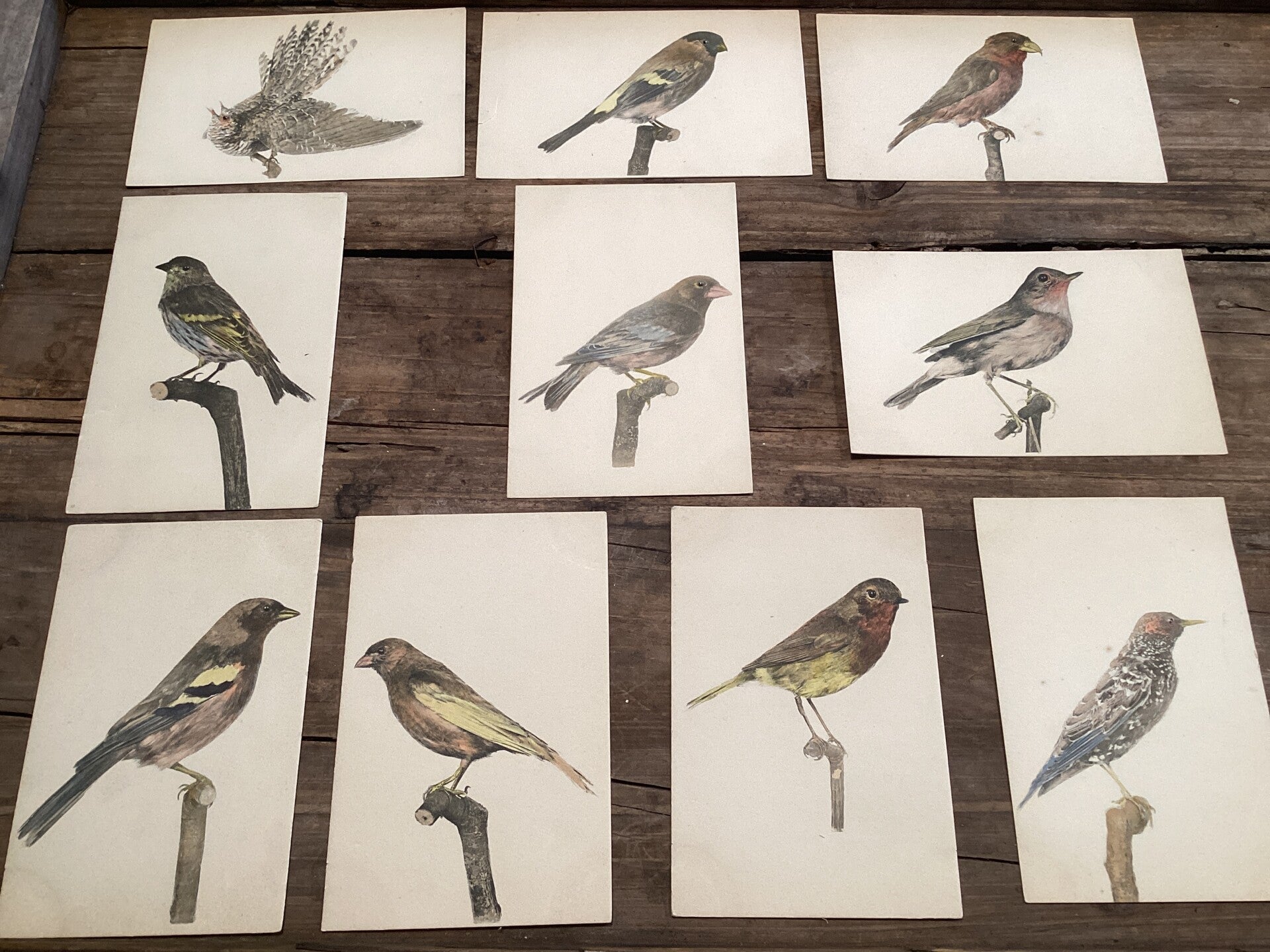 Set van 10 antieke vogelkaarten begin 1900 onbeschreven