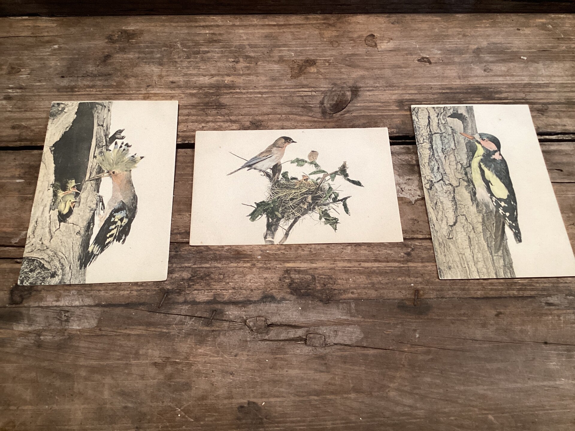 Set van 3 antieke vogelkaarten begin 1900 onbeschreven