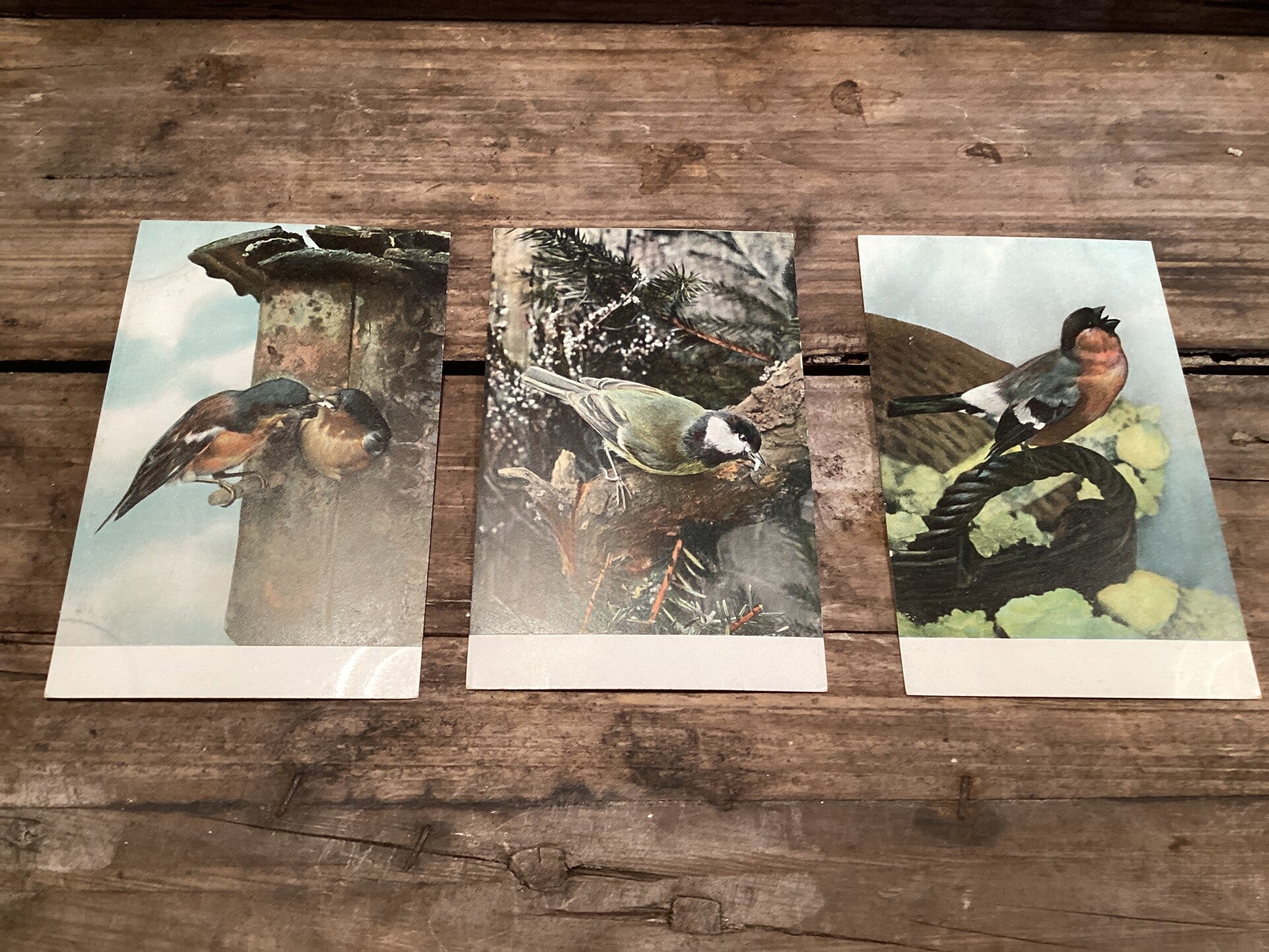Set van 3 antieke vogelkaarten begin 1900 onbeschreven nestjes