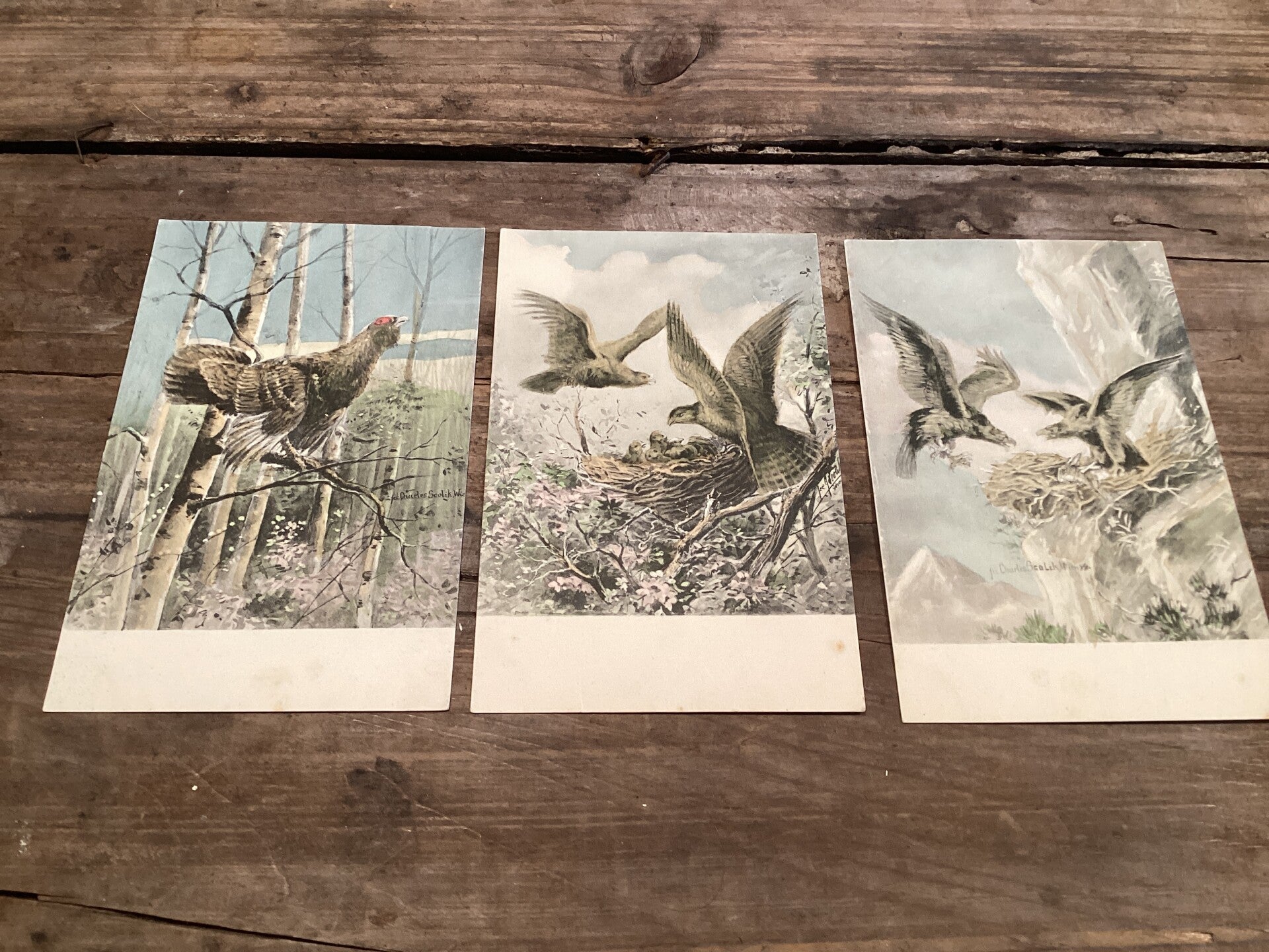 Set van 3 antieke vogelkaarten begin 1900 onbeschreven roofvogels