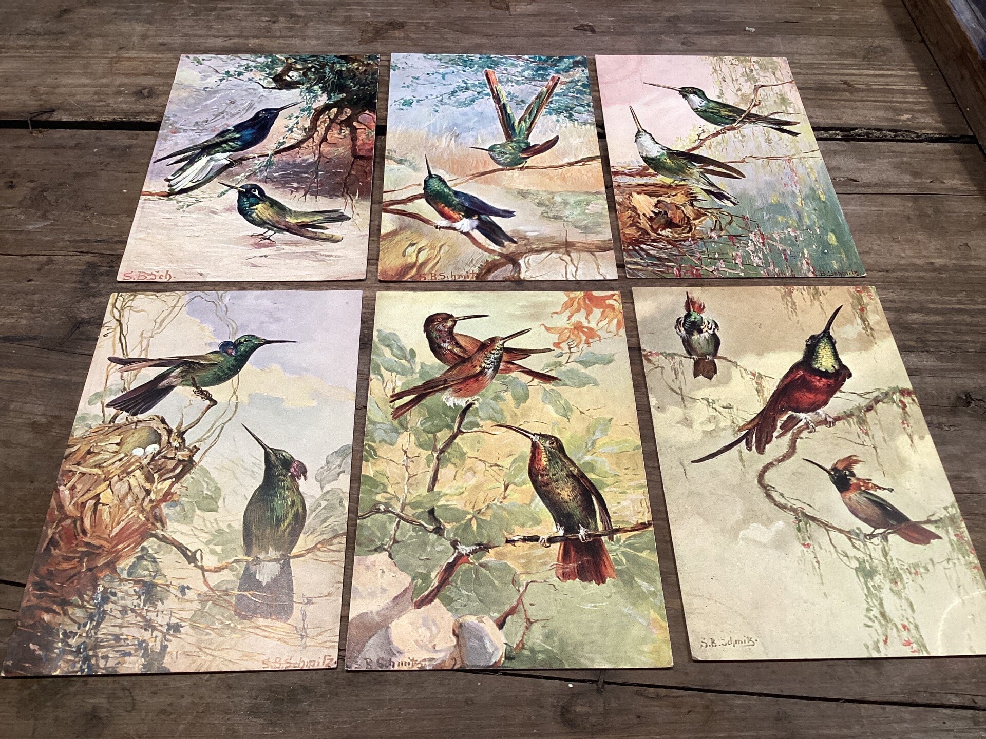 Set van 6 antieke vogelkaarten begin 1900 onbeschreven gesigneerd