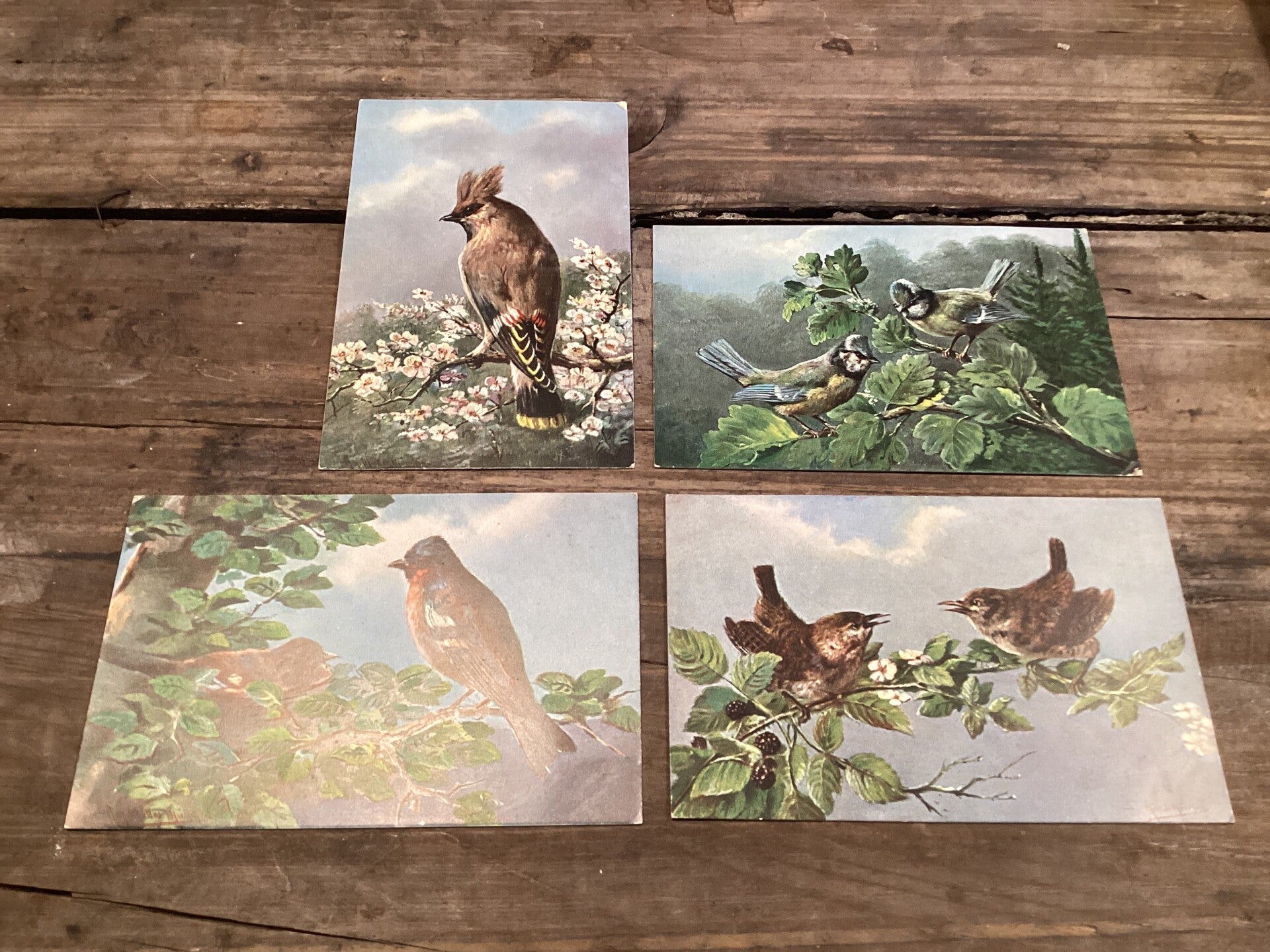 Set van 4 antieke vogelkaarten begin 1900 onbeschreven gesigneerd