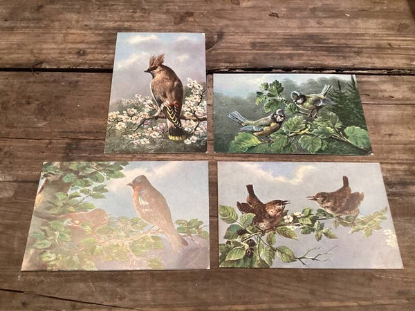 Set van 4 antieke vogelkaarten begin 1900 onbeschreven gesigneerd