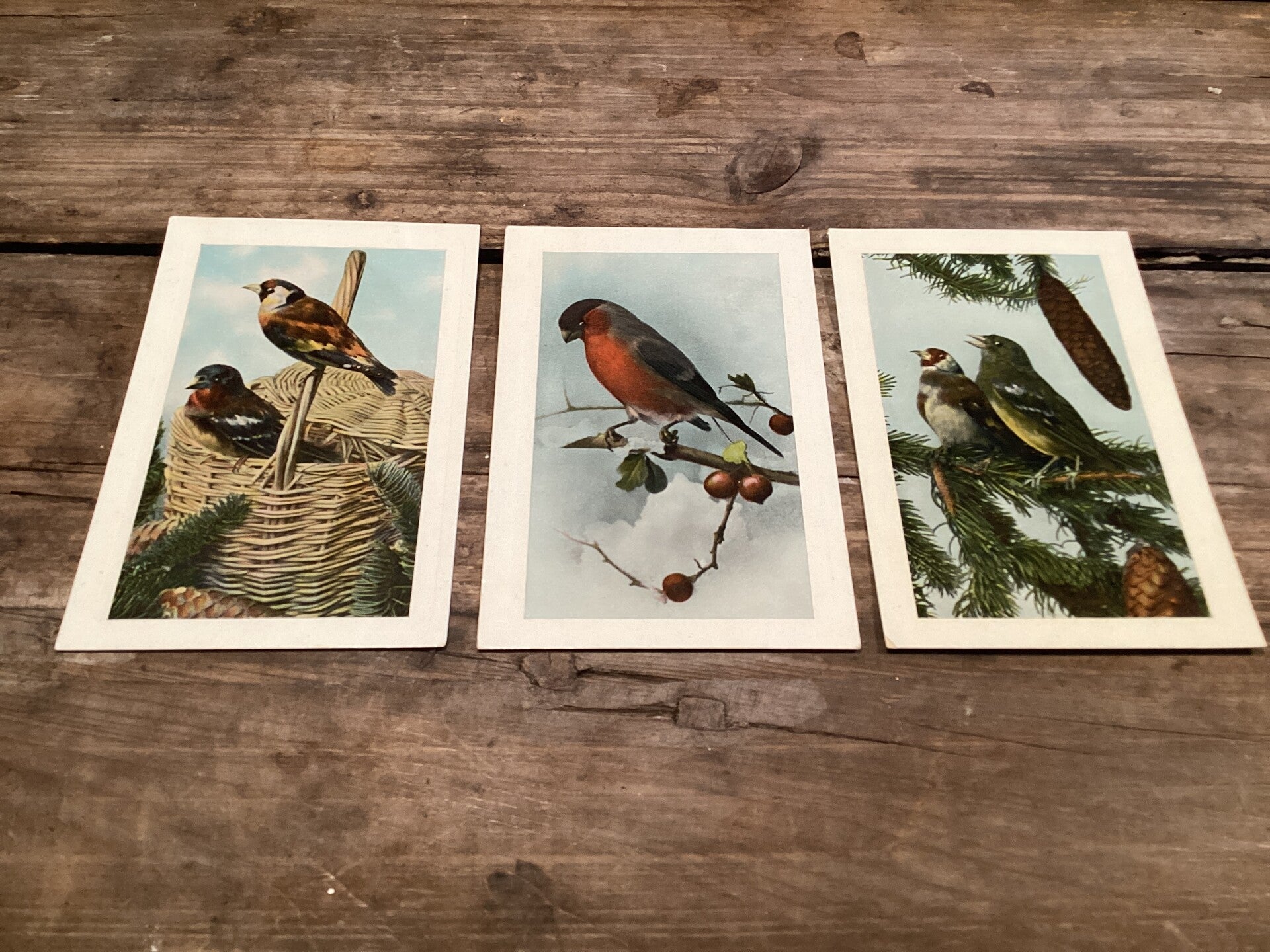 Set van 3 antieke vogelkaarten begin 1900 onbeschreven glanskaarten