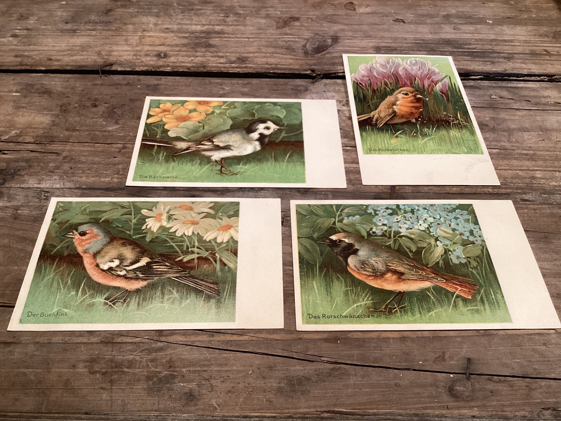 Set van 4 antieke vogelkaarten begin 1900 onbeschreven