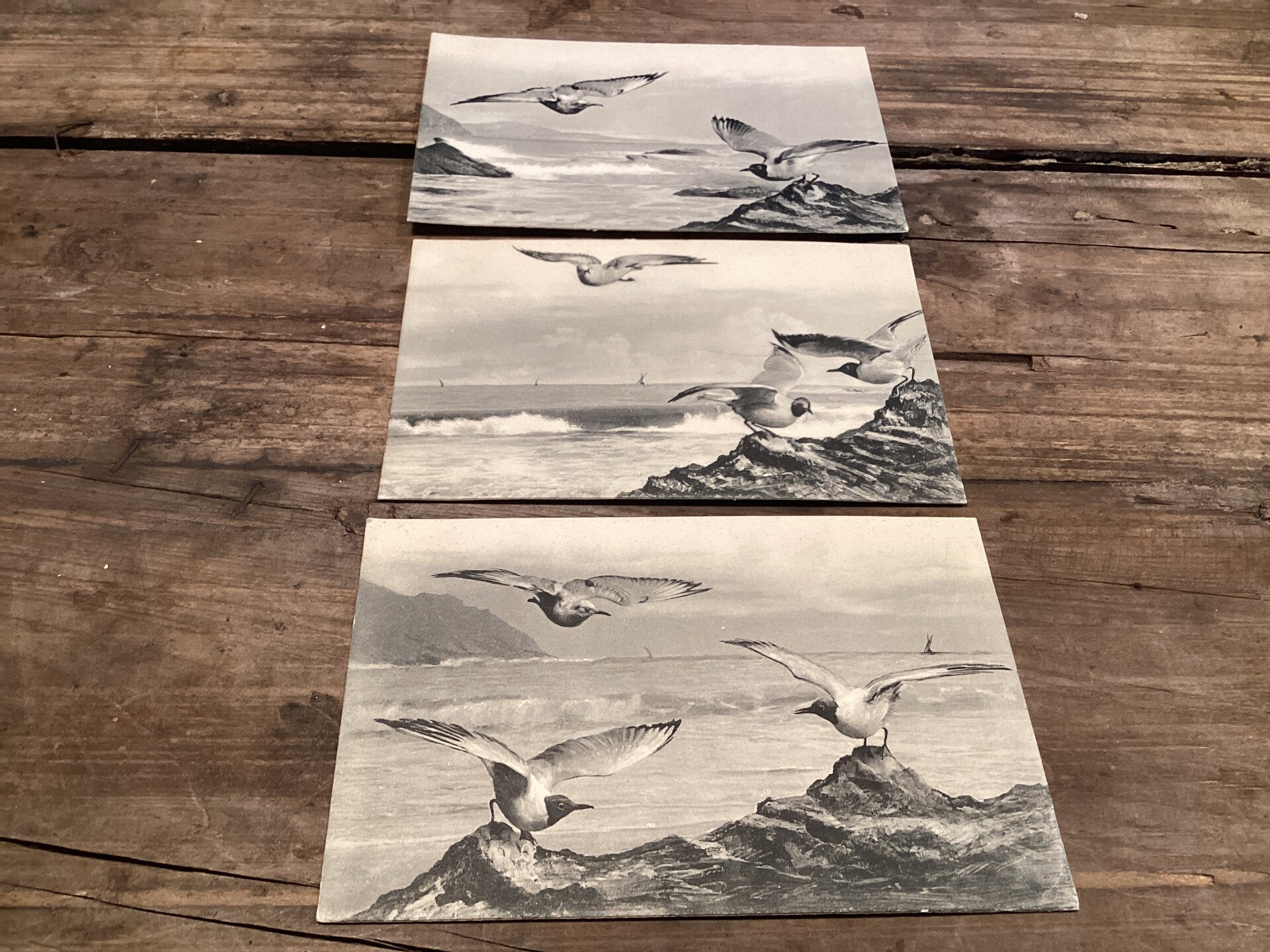 Set van 3 antieke vogelkaarten begin 1900 onbeschreven zwart wit meeuwen