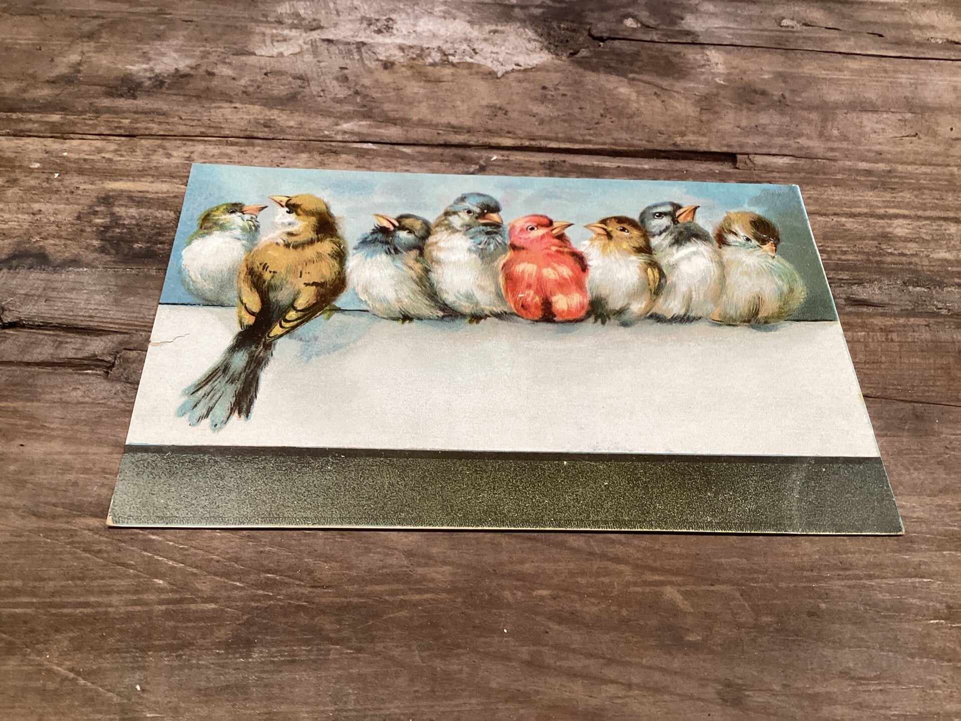 Antieke vogelkaart begin 1900 onbeschreven