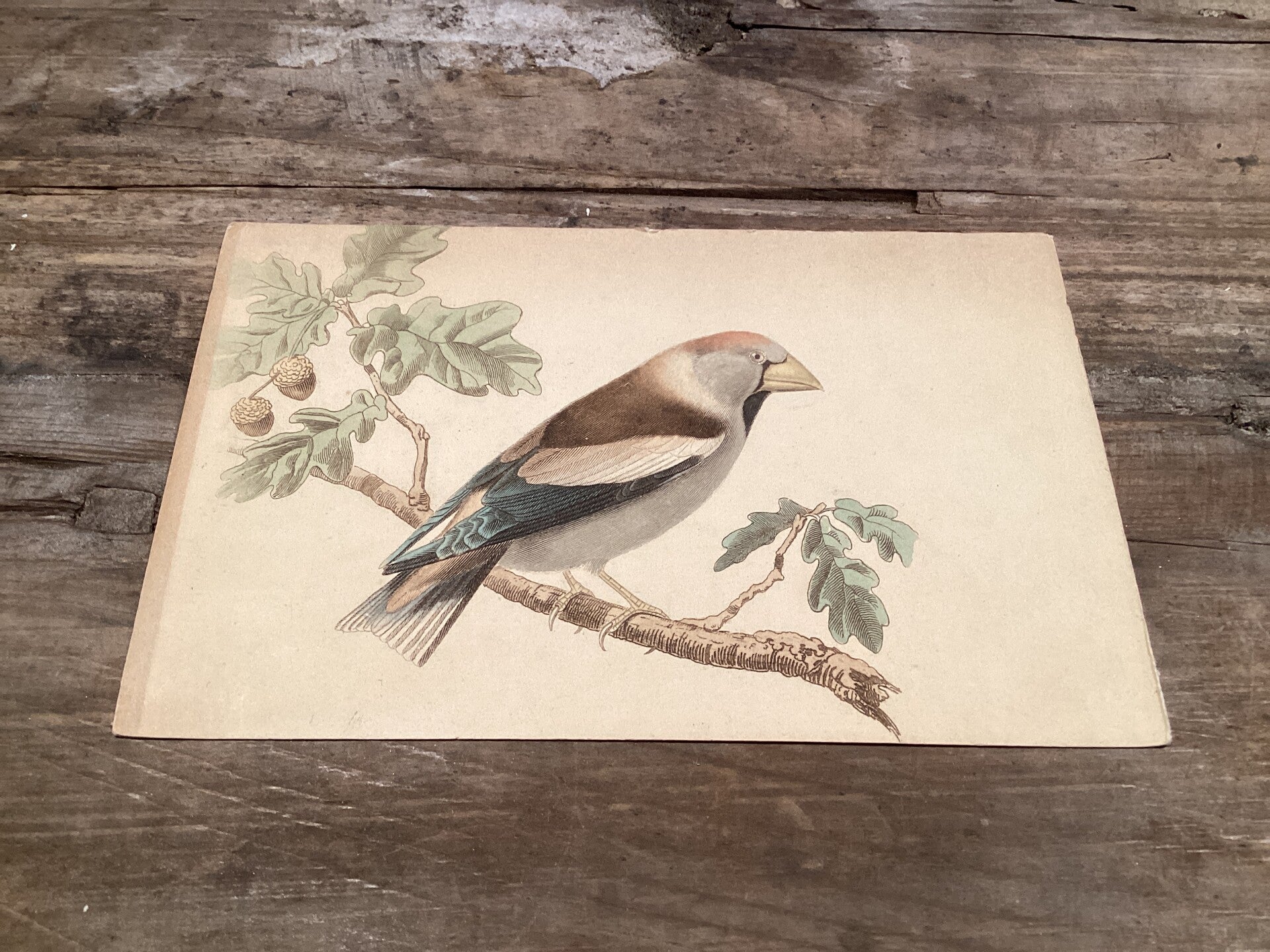 Antieke vogelkaart begin 1900 onbeschreven