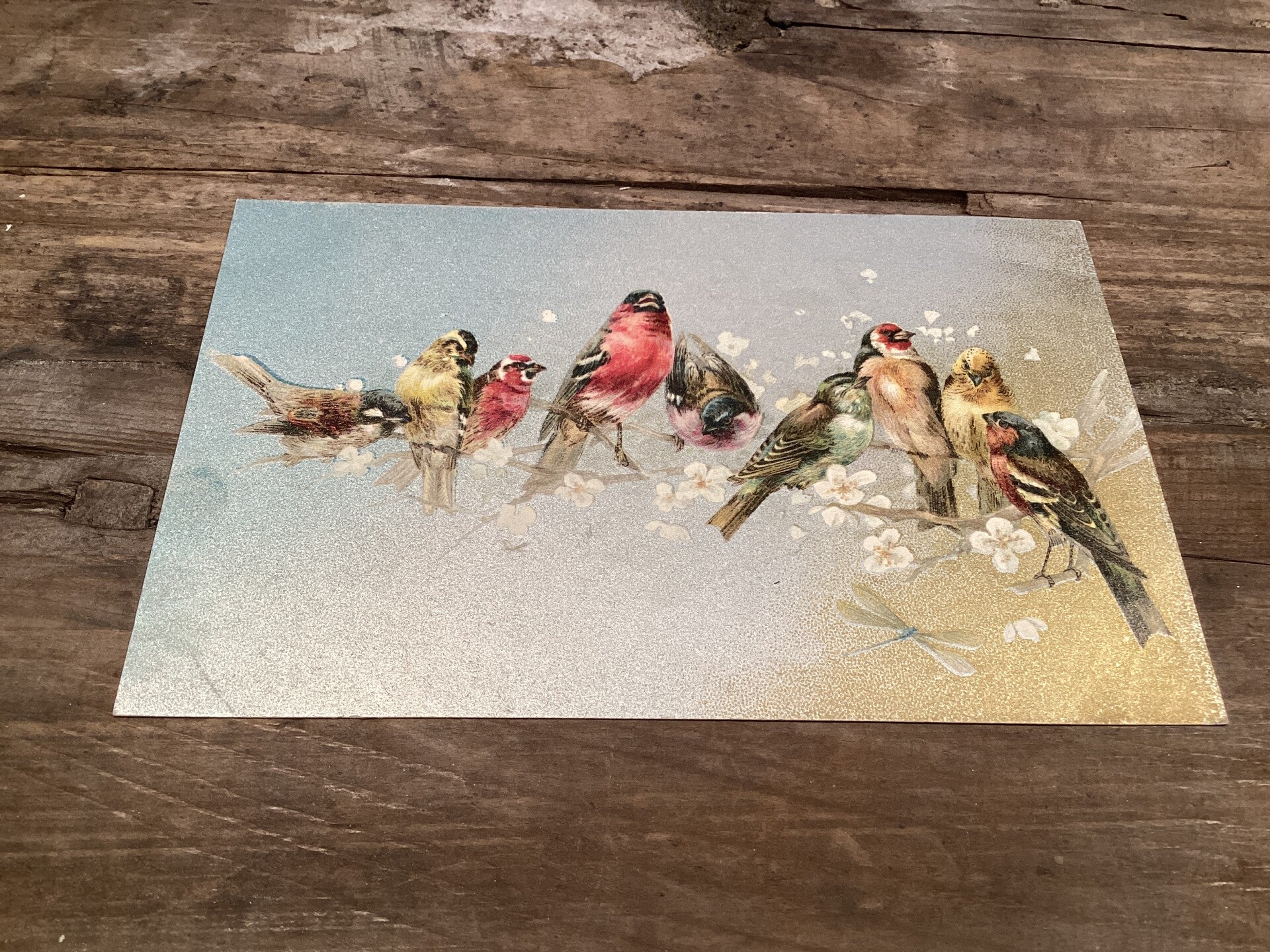 Antieke vogelkaart begin 1900 onbeschreven Mooi zilver goud!