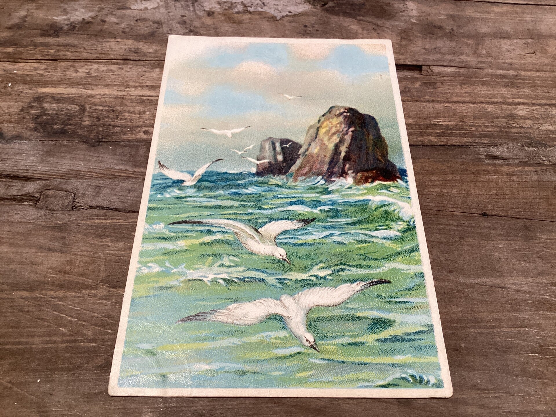 Antieke vogelkaart begin 1900 onbeschreven Meeuwen aan de kust