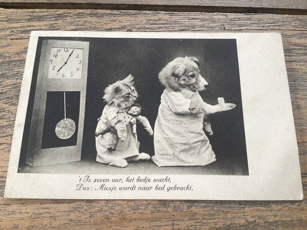 Antieke ansichtkaart poezen