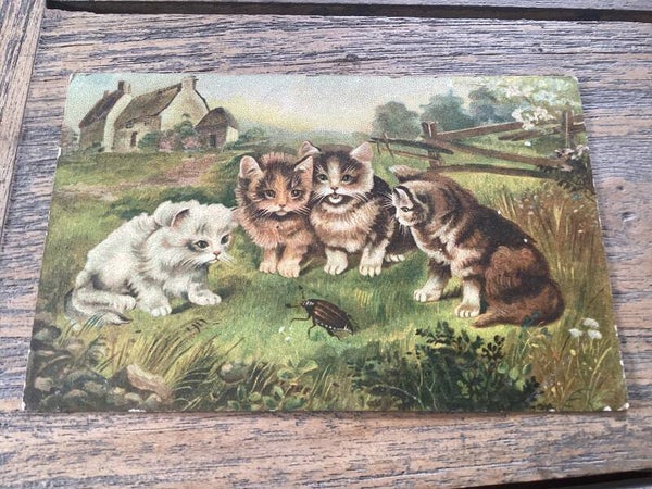 Antieke ansichtkaart poezen, 1907