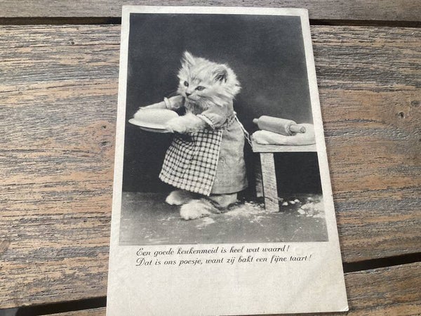 Antieke ansichtkaart poezen