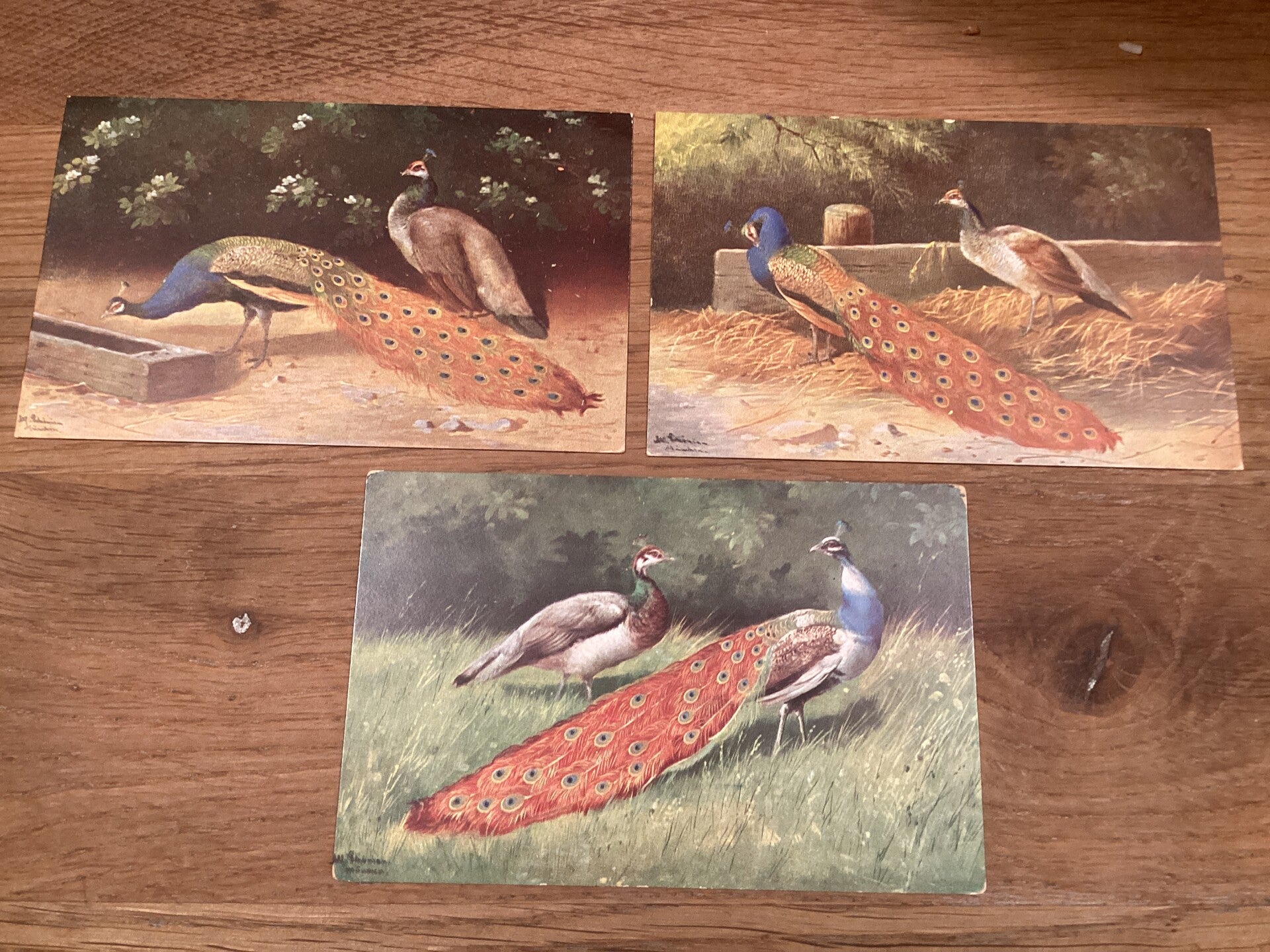 Set van 3 antieke ansichtkaarten, pauwen, begin 1900, onbeschreven