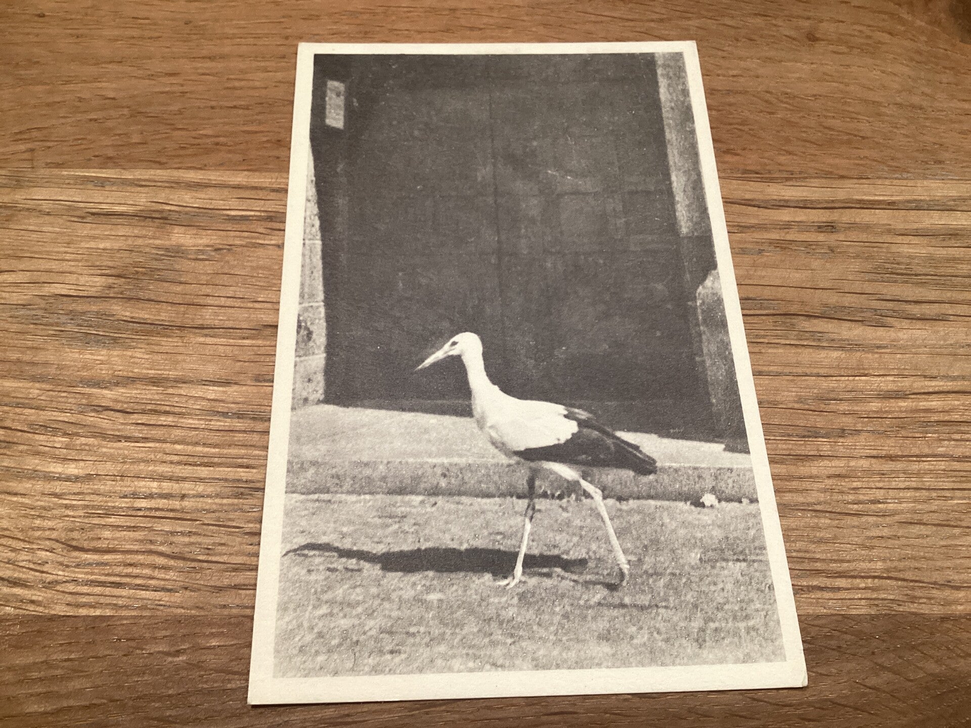 Antieke ansichtkaart met ooievaar, begin 1900, onbeschreven