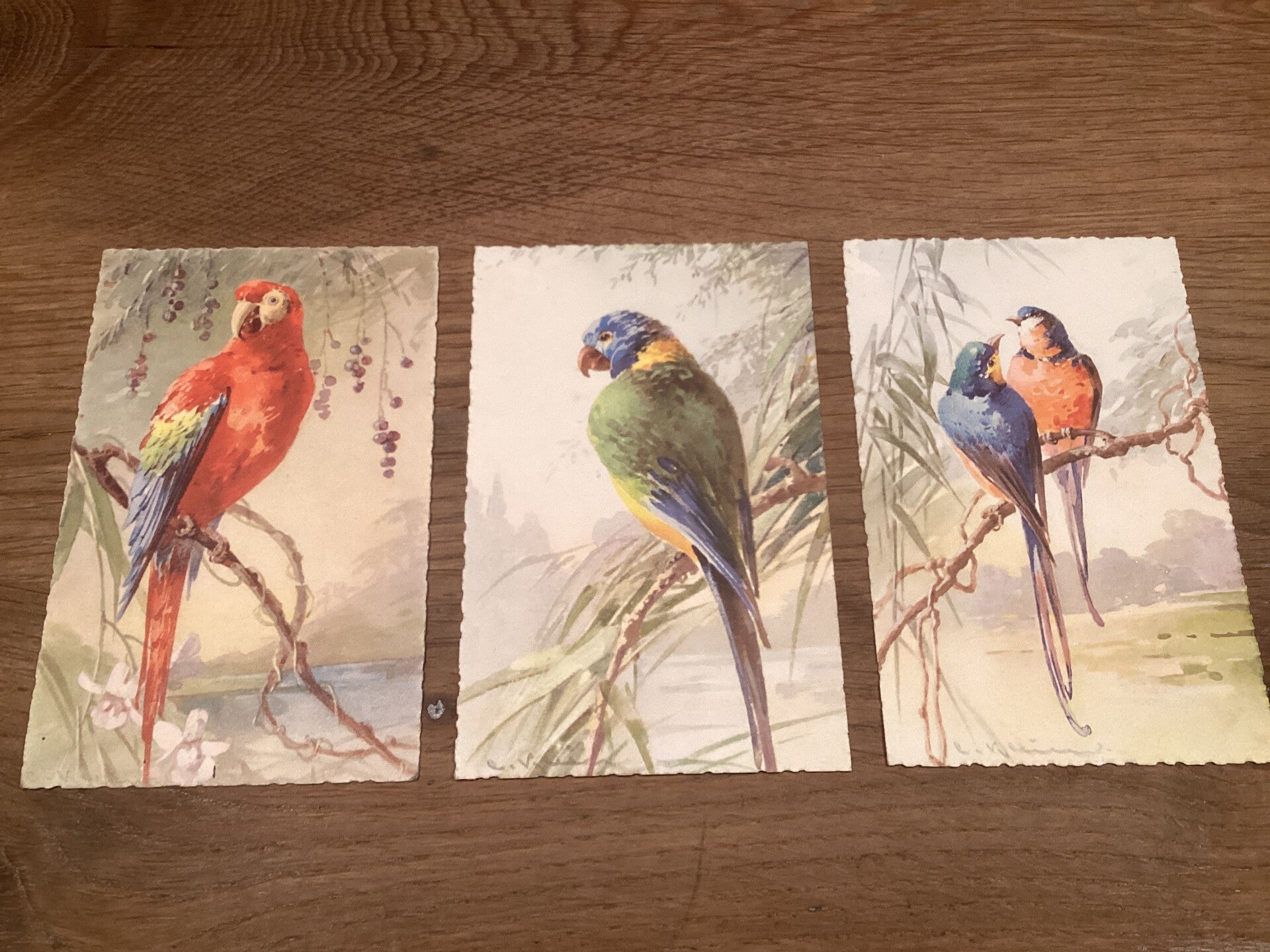 Set van 3 antieke trpoische vogelkaarten,, kartelrand, onbeschreven, begin 1900