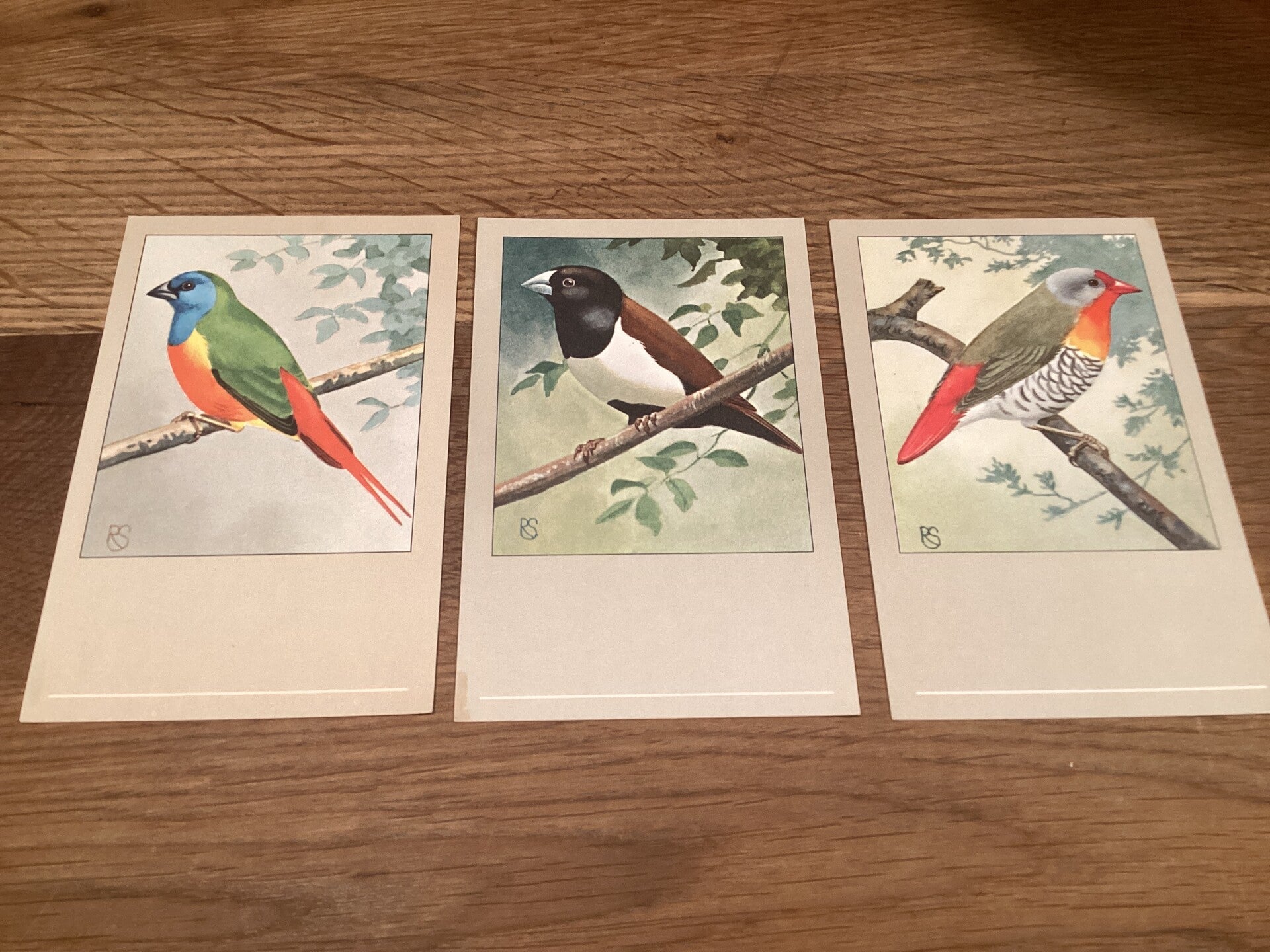 Set van 3 oude vogelkaarten, onbeschreven