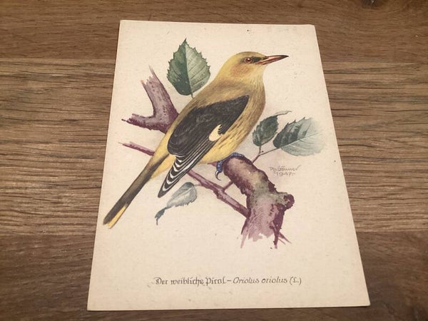 Antieke ansichtkaart vogel, 1947