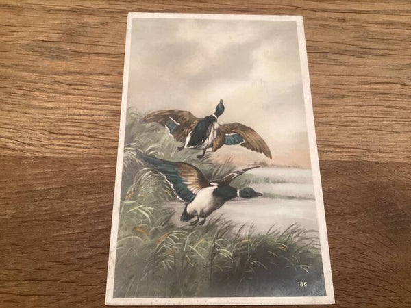 Antieke ansichtkaart eenden/ganzen, begin 1900