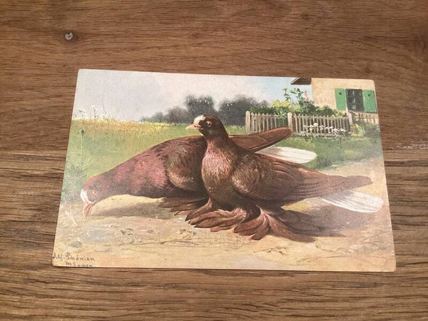 Antieke ansichtkaart, duiven, 1920