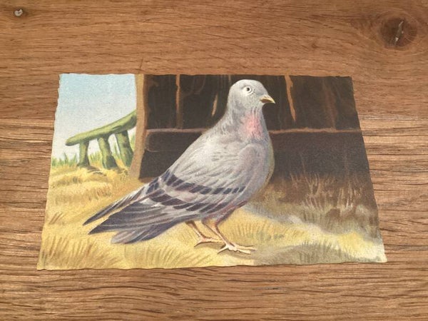 Antieke ansichtkaart duiven, 1942